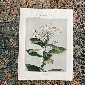 🖤 5/$25 Aster flower Antique Botanical Plant Print Original over 100 years old